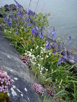 A peek into the future: a pocket of spring flowers inaccessible to the deer and geese on Eagle Island (camas-stonecrop-chickweed)