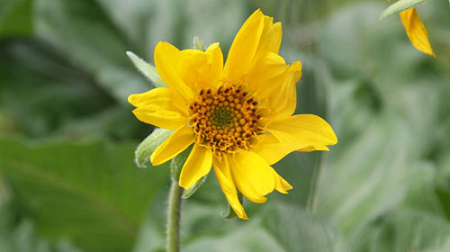 close-up-flower-head