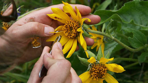 collecting-pollen-from-Mill-Hill