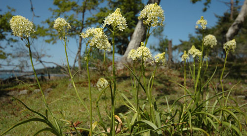 Toxic meadow death-camas, <i>(Zygadenus venenosus)</i> the only meadow plant not grazed to the ground