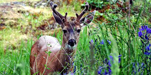 deer in velvet on Mt. Tolmie