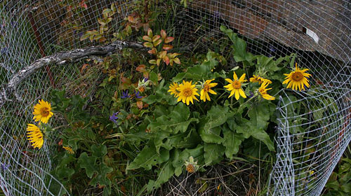 Deltoid Balsamroot at Mill Hill