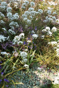 Fool's Onion adds a lovely spray of white flowers to enhance any garden.