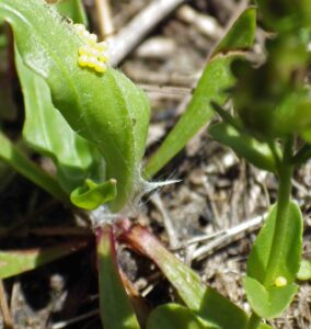 Fresh Taylor's Checkerspot eggs. Photo: C. Junck