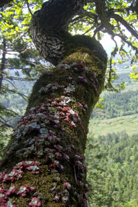Garry oak with stonecrop