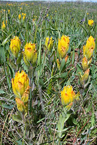 Endangered golden paintbrush