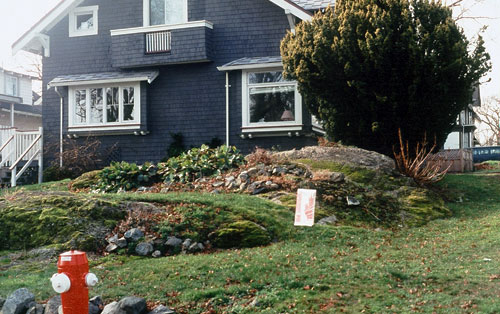 Before: Kings Road Native Plant Garden before work began, showing the rock outcrop partially covered by fill and lawn. The large shrub is an English yew.