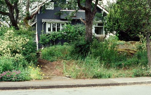 After: native plant garden in spring, with a thicket on the left and the beginnings of a meadow on the right.