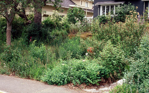 After: the meadow is separated from the thicket on right by a stone footpath. Plants in bloom from top right: oceanspray, red-flowering currant and yarrow.