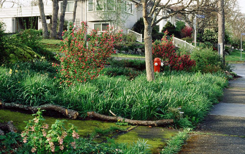 After: a few years later, the meadow is full of camas lilies and red-flowering currant (see also pink variety in foreground). A few daffodils remain in the mix.