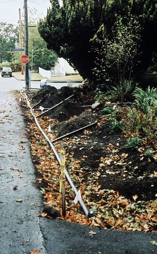 Before: a passive irrigation system is installed to capture rainwater from the sidewalk