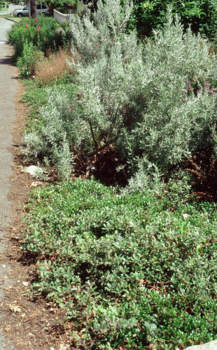 After: the native plant border along the sidewalk, showing kinnikinnick in the foreground and Okanagan sage brush (not native to this region) in the background.