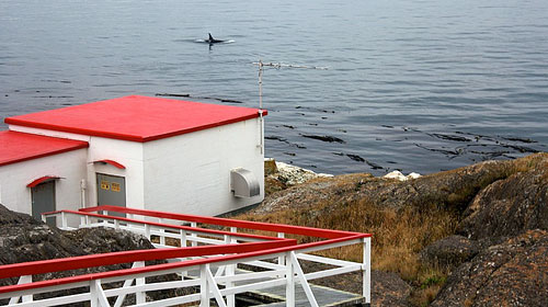 Whale at Trial Island