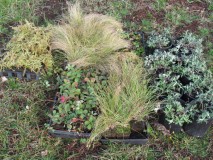 native plants for Heliwell habitat enhancement area_Oct 2015