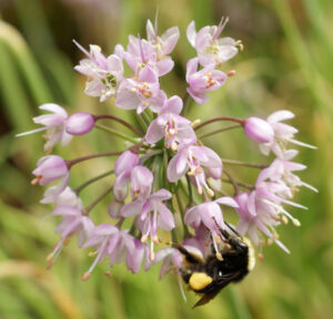 Native plants benefit bees and vice versa. Photo: Louise Goulet