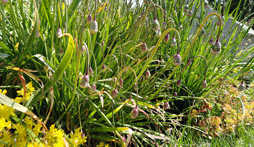 Louise Goulet garden