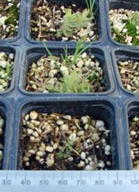 Golden paintbrush seedlings