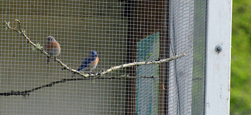 Western Bluebird pair in aviary