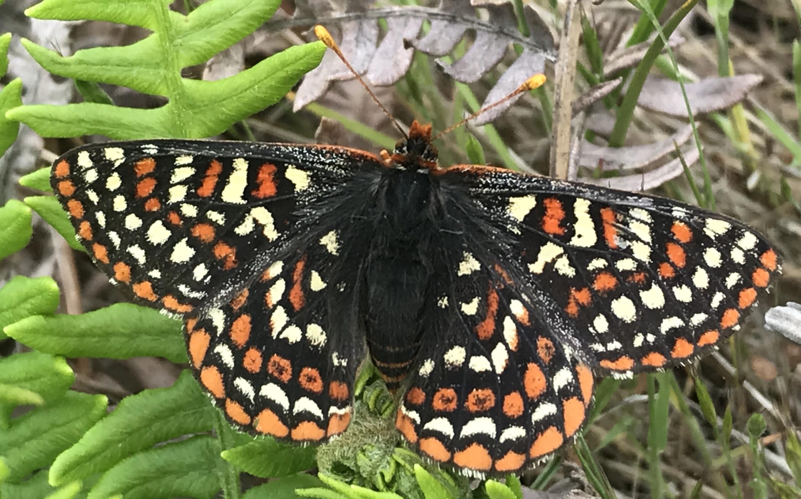 Taylor's checkerspot butterfly by Jennifer Heron