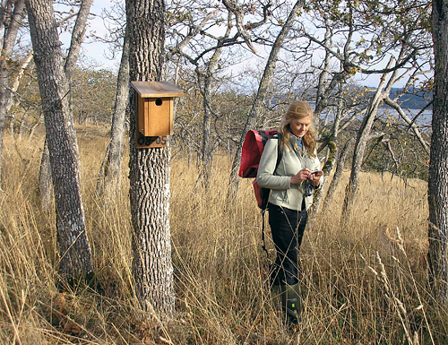 Biologist Trudy Chatwin monitors a Western Bluebird nestbox in a Garry Oak woodland (photo by Shyanne Smith)