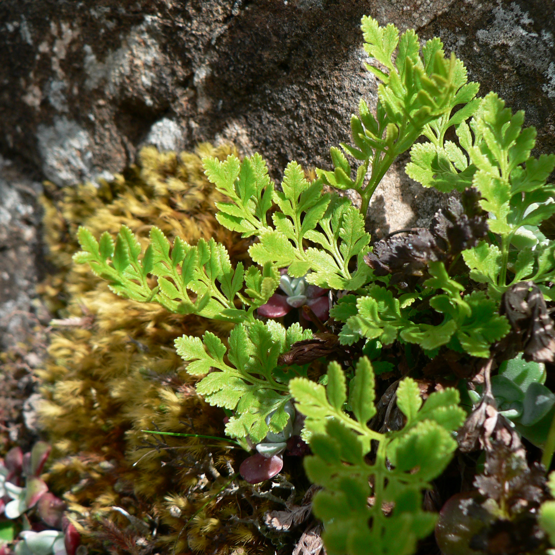 Cryptogramma Acrostichoides Cryptogramma Acrostichoides