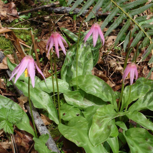 Erythronium deals