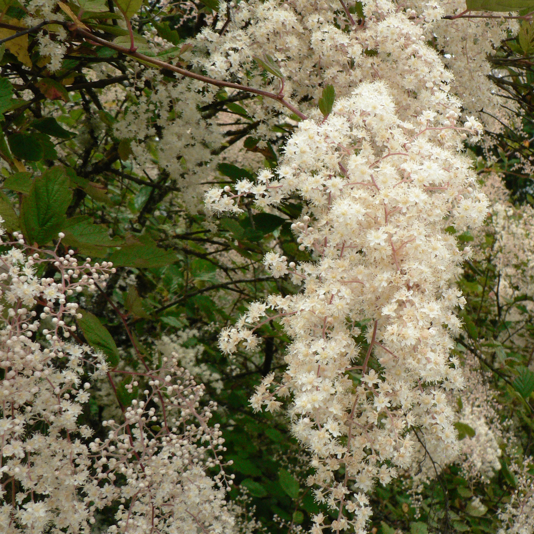Discolor Holodiscus Discolor