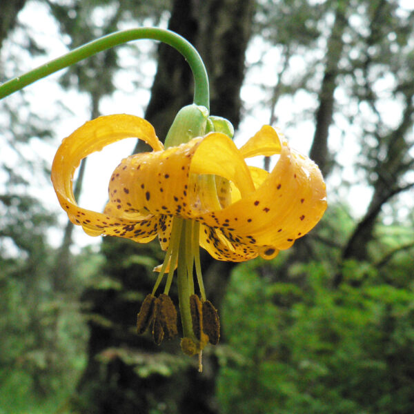 Yellow Tiger Lily Plant