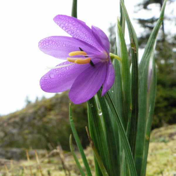 Olsynium douglasii (Satinflower)