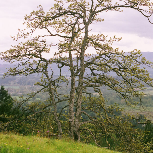 quercus garryana