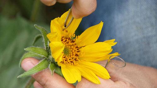 transferring pollen