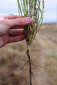 Scotch Broom